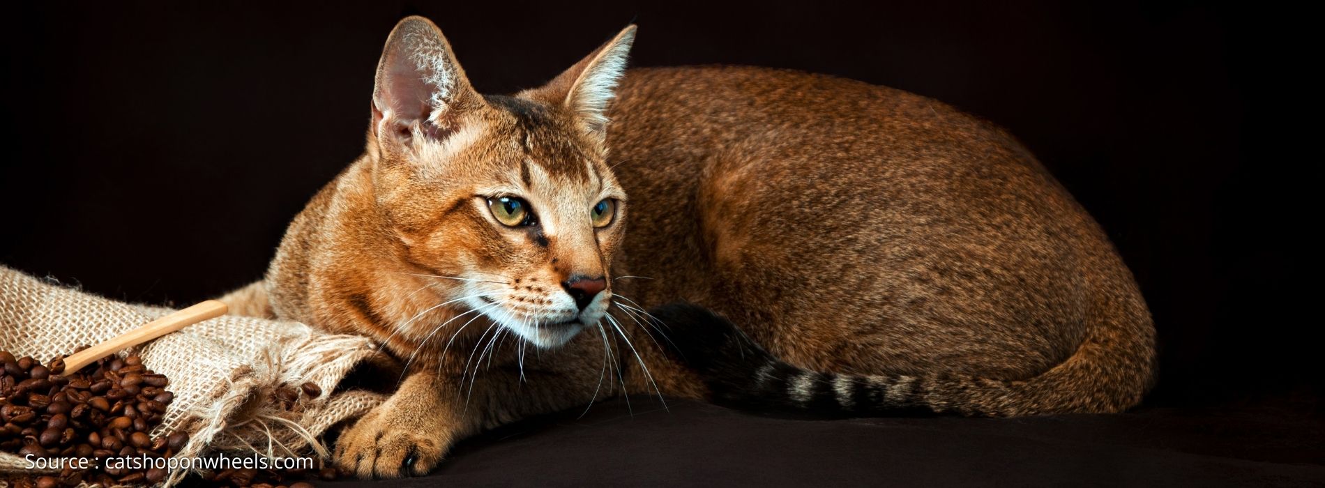 biggest-cat-breed-Chausie