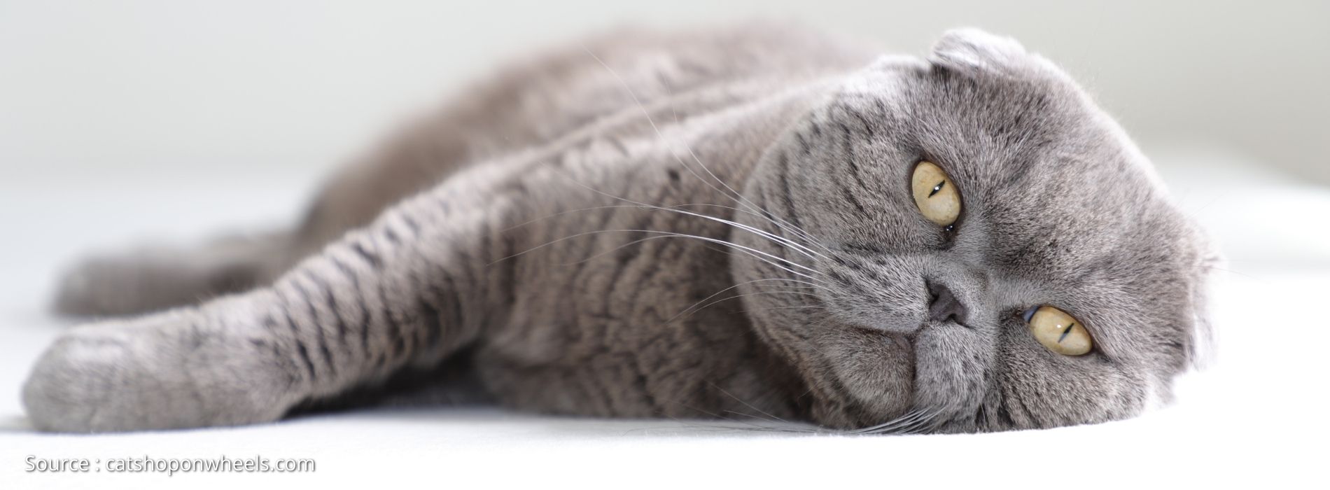 biggest-cat-breed-Scottish Fold