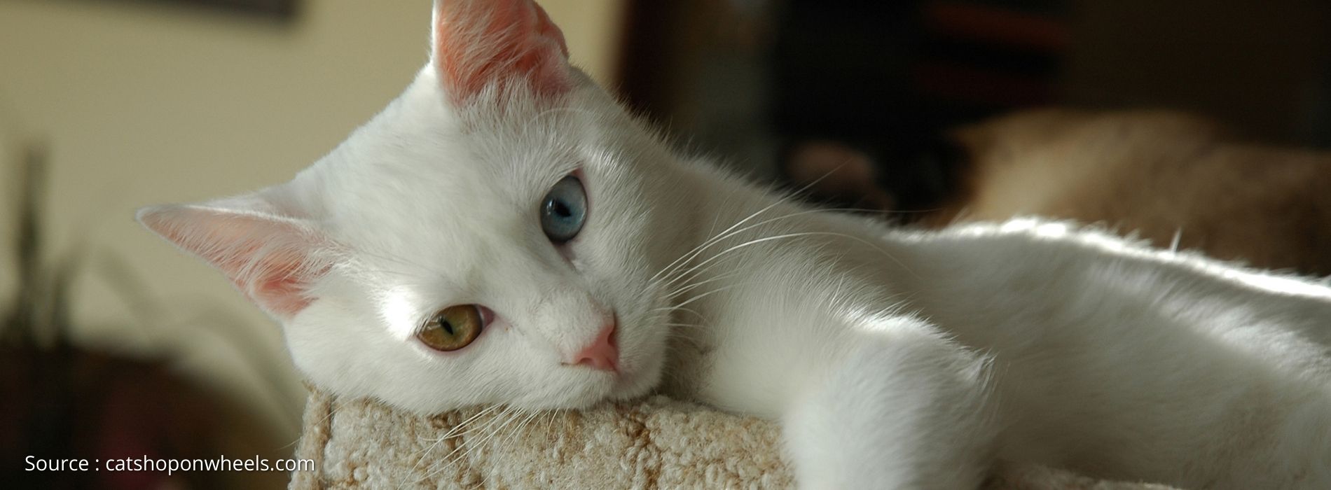 biggest-cat-breed-Turkish Van