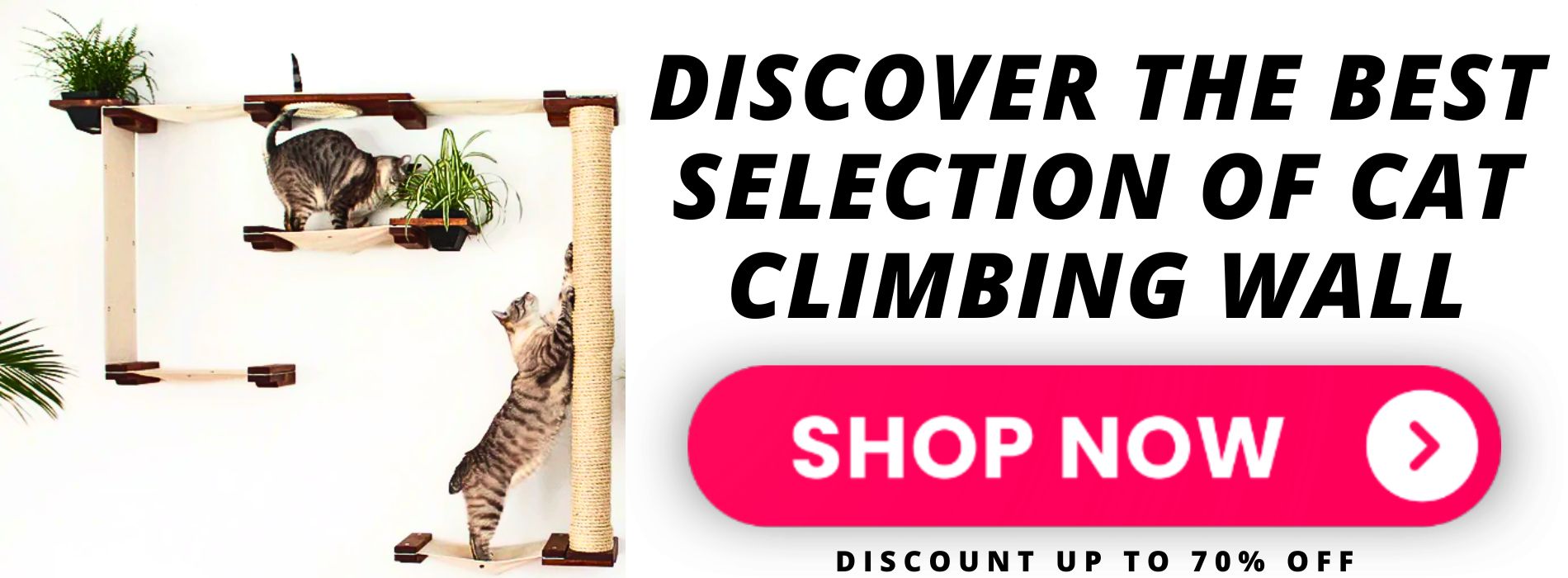 cat-climbing-wall