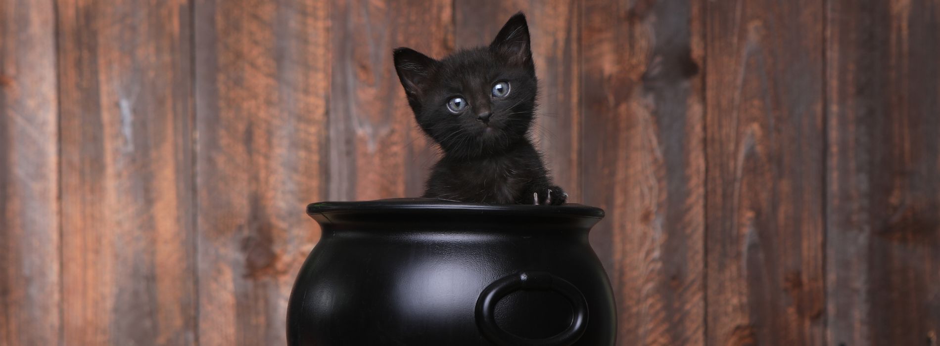 amuzant-pisica-neagra