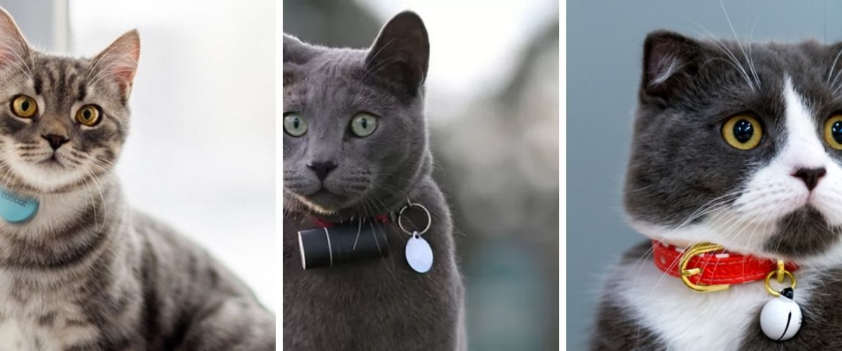 gps-cat-collars