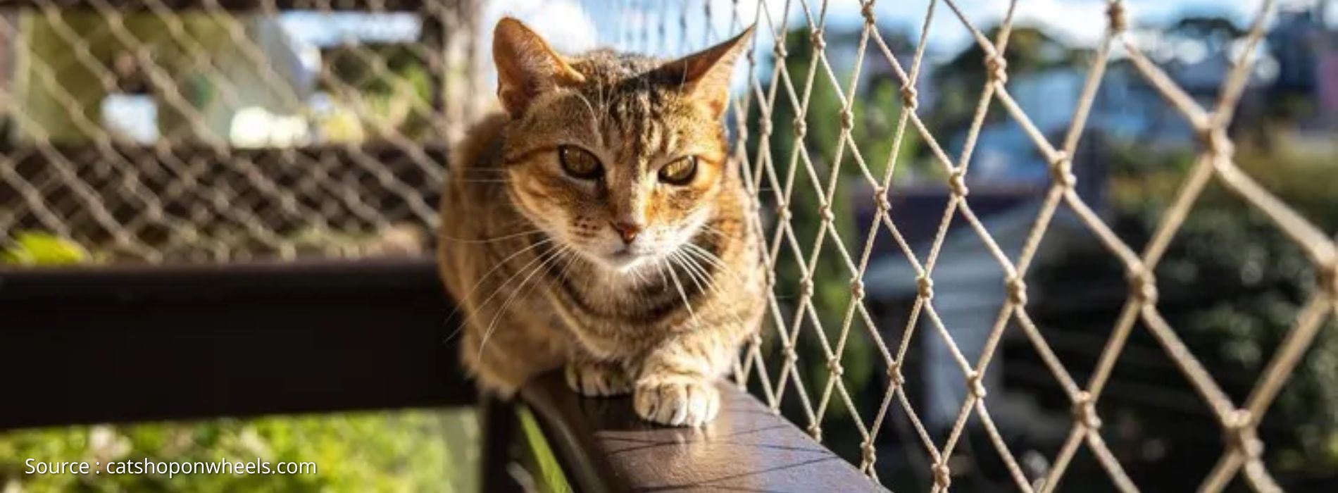 come-fare-un-balcone-a-prova-di-gatto