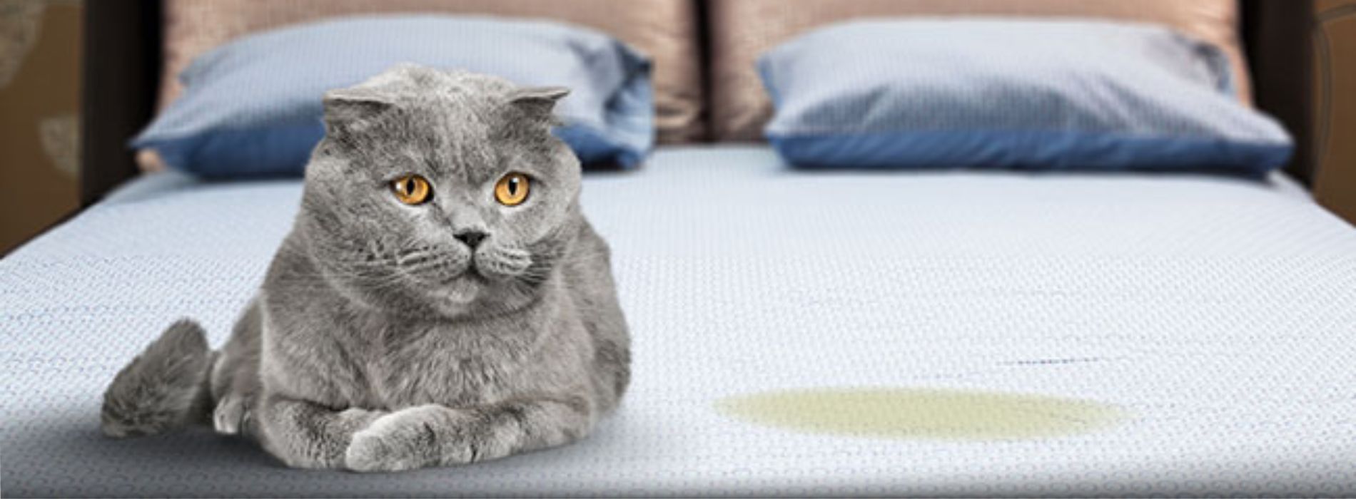 how-to-get-cat-pee-smell-out-of-couch
