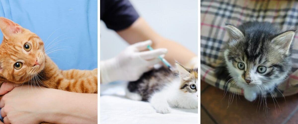 kitten-vaccination-schedule-costs