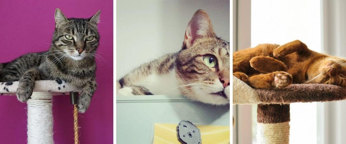 signs-show-cat-needs-a-cat-tree 