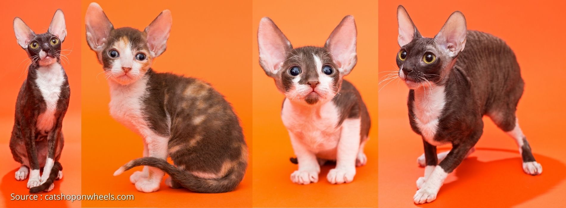 small-cat-breeds-Cornish Rex