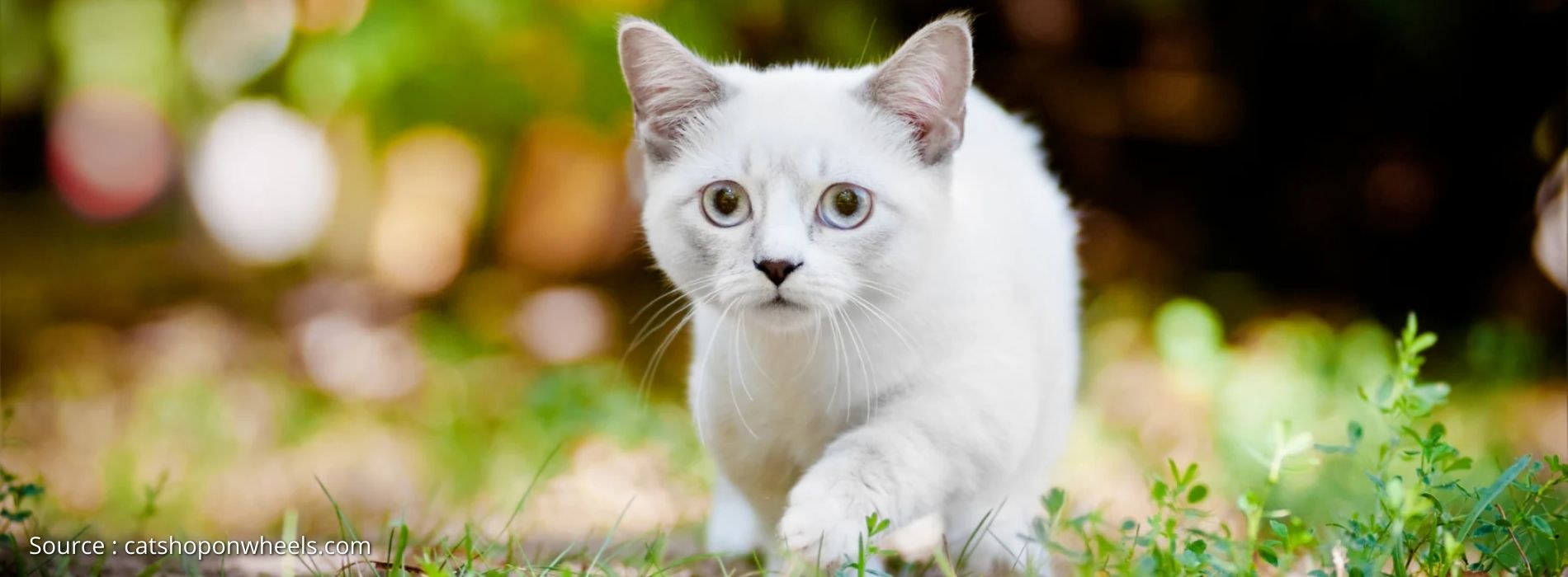 small-cat-breeds-Munchkin
