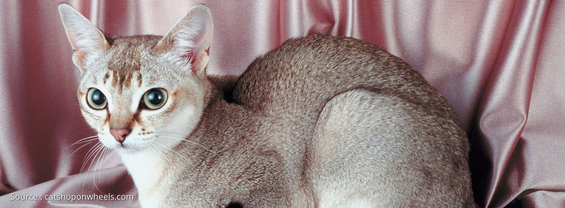 rasele-de-pisici mici-Singapura