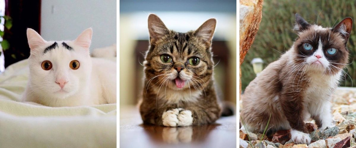 the-top-10-most-famous-cats-on-the-internet