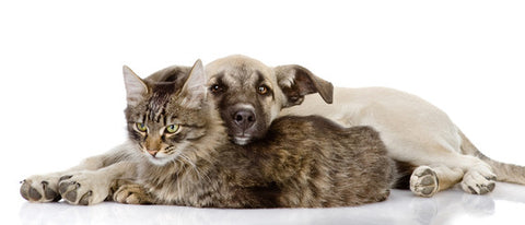 shop CDB oil for cats and dogs online