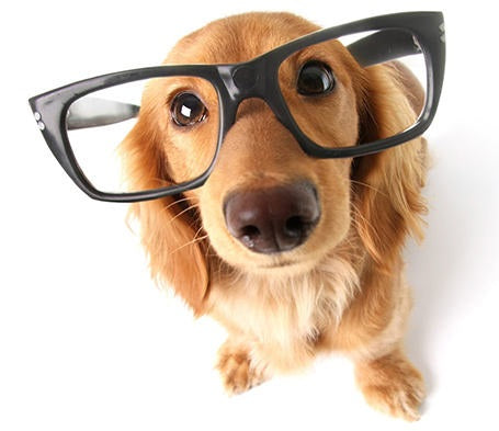 https://cdn.shopify.com/s/files/1/0277/2031/9058/files/dog-glasses_large.jpg?v=1576663043
