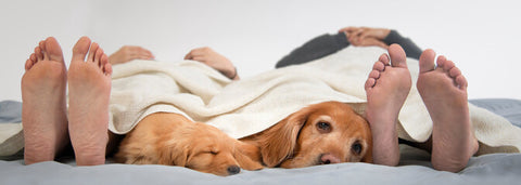 dogs and owners sleeping in bed
