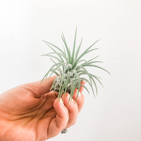 Tillandsia andreana