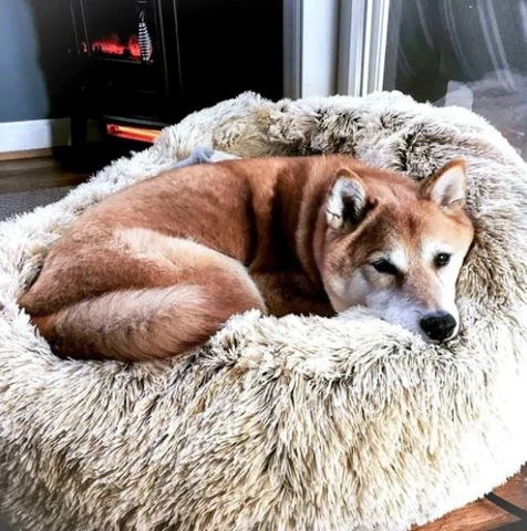 DOG SOOTHING BED