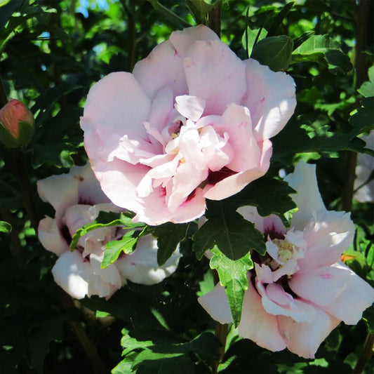 Lucy Rose of Sharon Tree – LandscapeDirect
