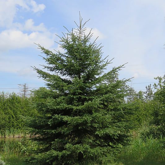 Baby Blue-Spruce – LandscapeDirect