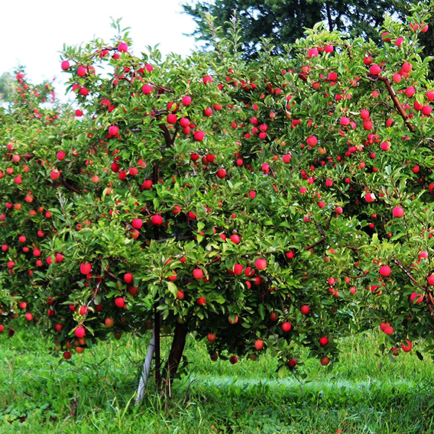 Карликовые фруктовые деревья