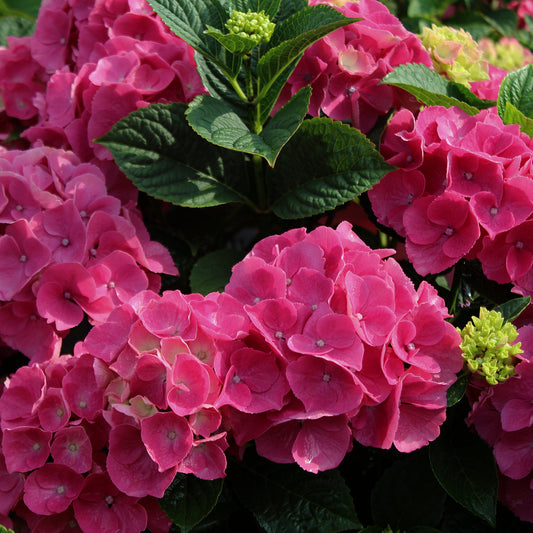 Buy hydrangea Hydrangea macrophylla Blushing Bride: £17.99 Delivery by  Crocus