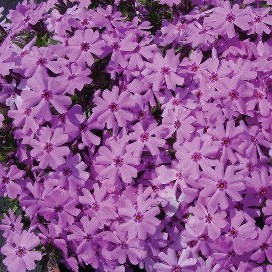 Nepeta 'Cat's Pajamas' (Catmint) - Cavano's Perennials