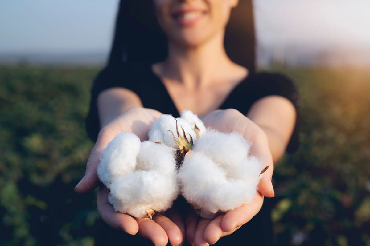 fleurs de coton biologique