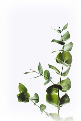 eucalyptus bertyne