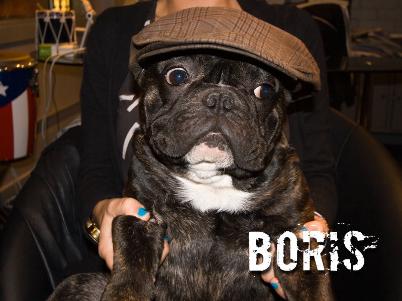 Boris Drumshop Dog