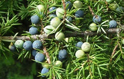 Juniper Berries