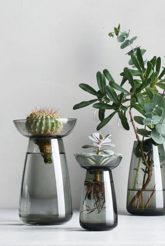 Three Kinto Aqua Culture Vases in a translucent grey finish, nourishing a cactus, leafy succulent and a woody plant with long curved leaves