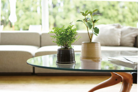 Kinto's 192 Plant Pots (1 each in black and beige) on a glass coffee table in a sunlit lounge room