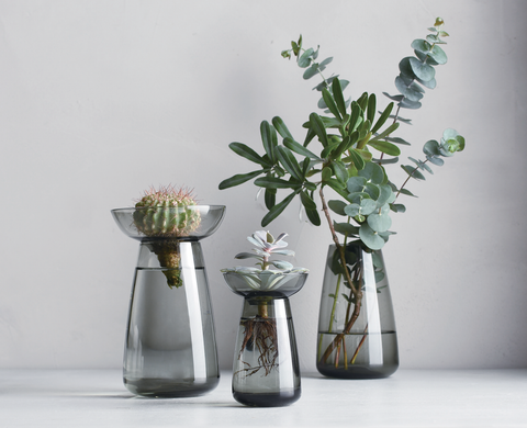 Three Aqua Culture Vases (translucent blue-grey vases with curved conical shapes) holding some succulents and leafy plant cuttings