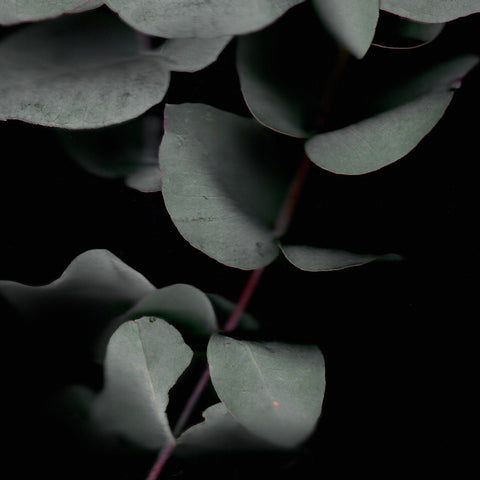 Native Botanical [img: an abstract image of grey-green rounded leaves against a black background]