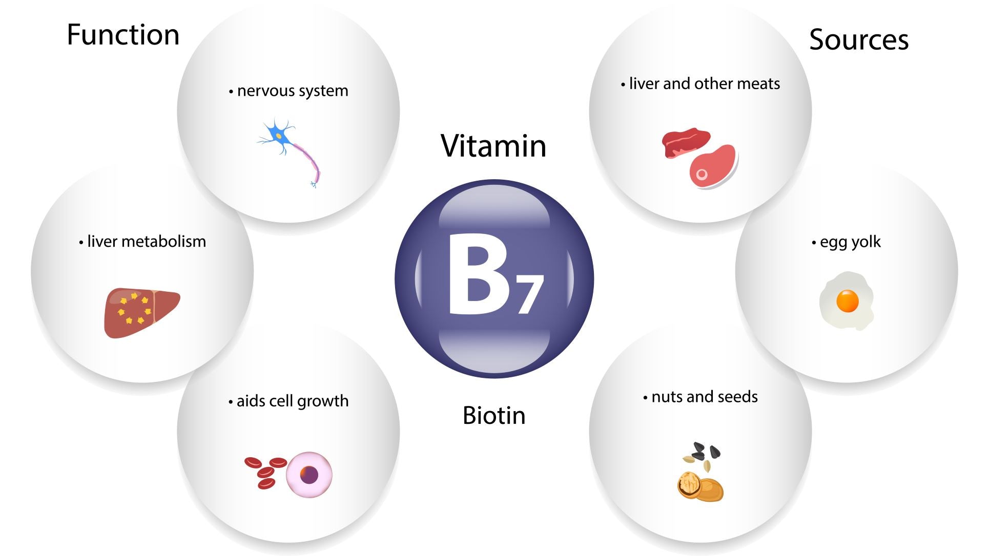 biotin functions