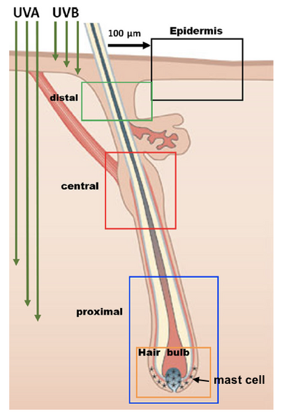 UV radiation on hair