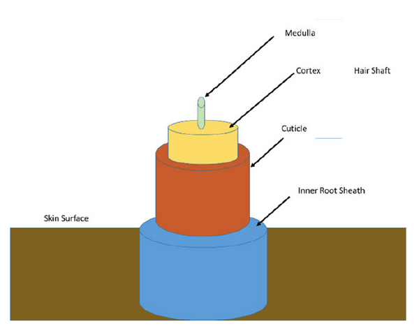 The structure of hair shaft