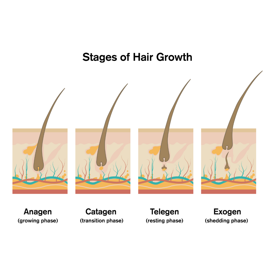 stage of hair growth anagen, telogen, catagen, exogen