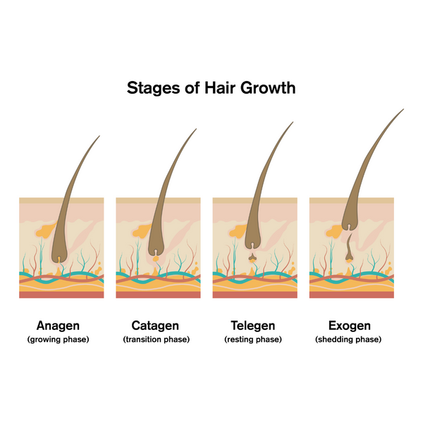 stages of hair growth illustration