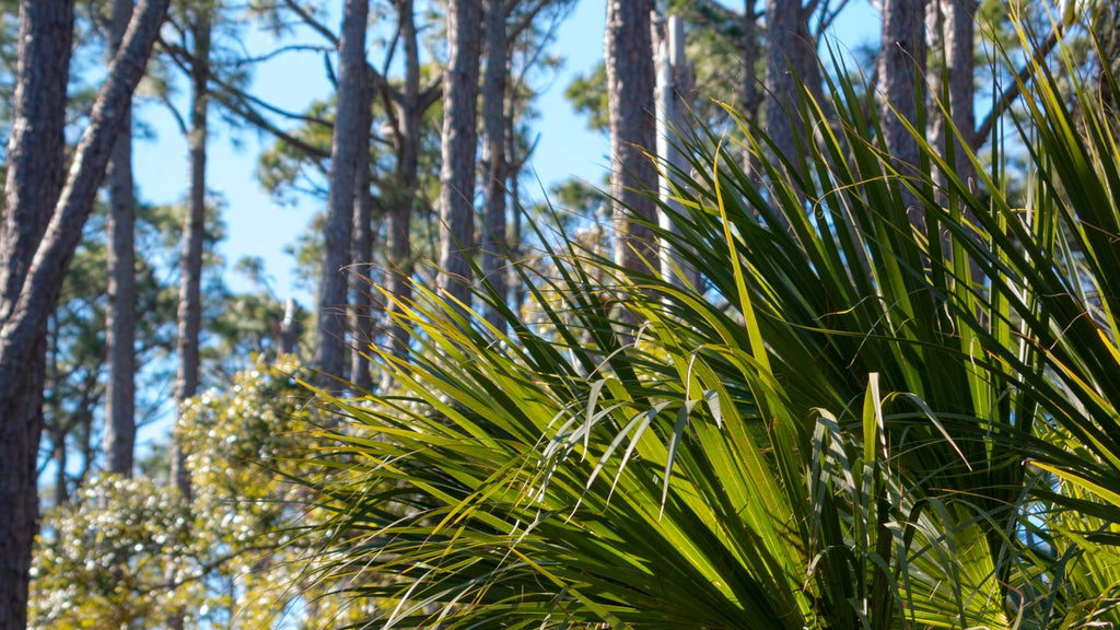 saw palmetto