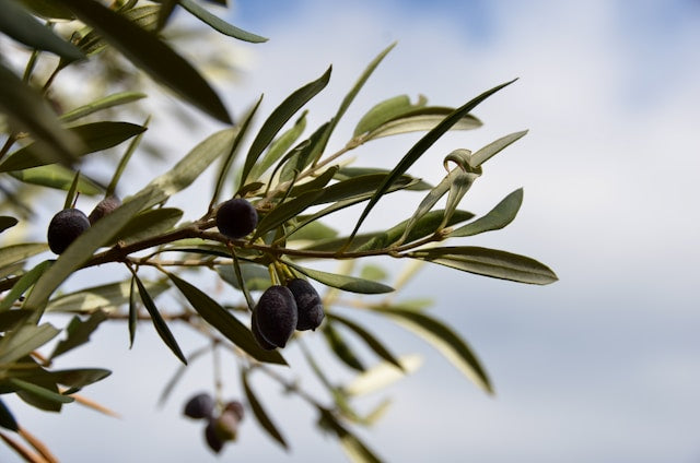 african olives for hair growth