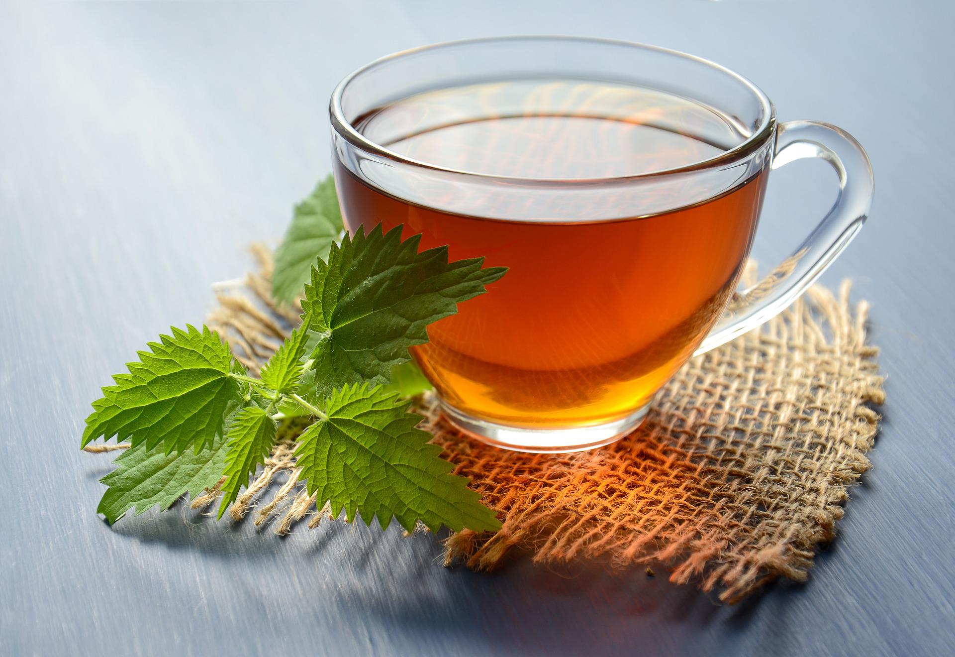 nettle tea for hair regrowth