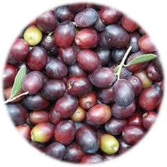 carolea-olives