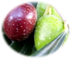 cerasuola-olives