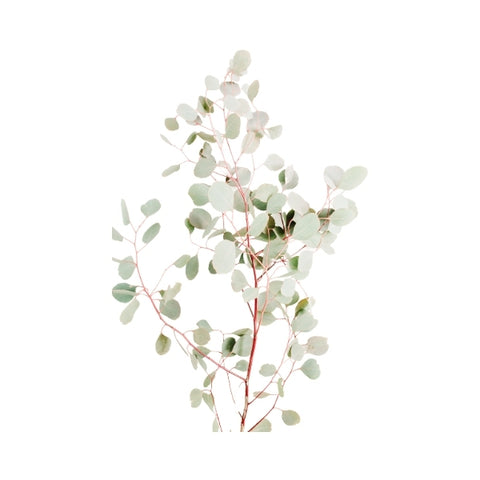 eucalyptus-tree