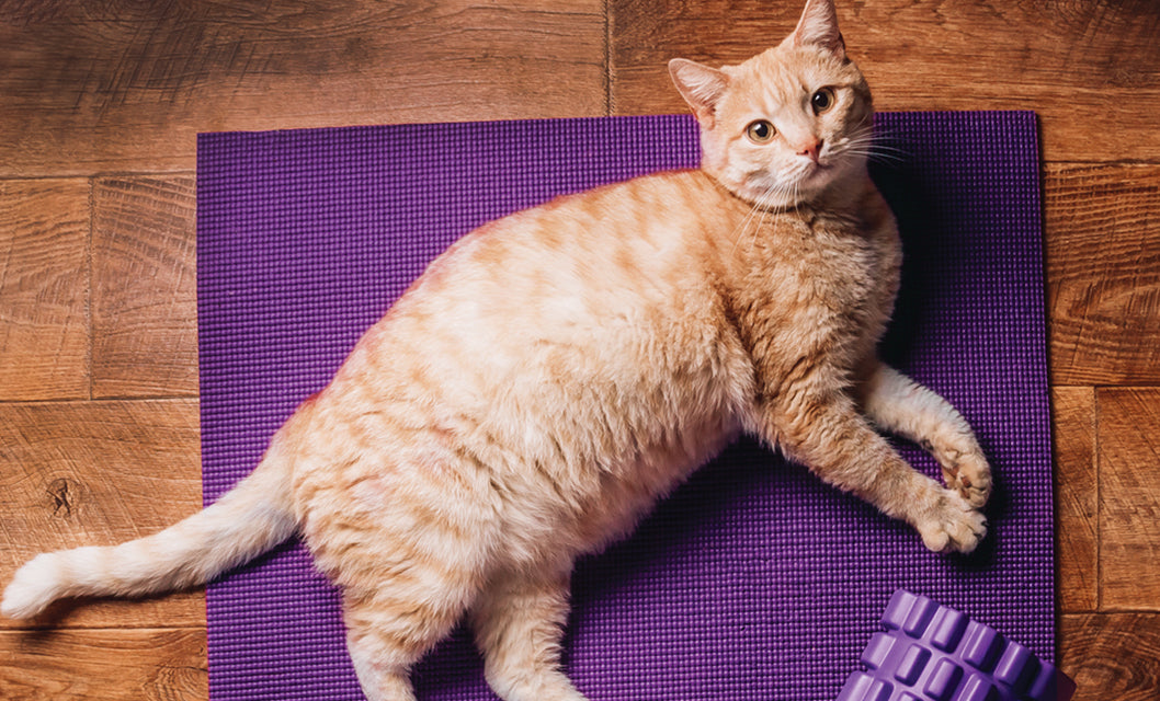 big ginger cat on yoga mat