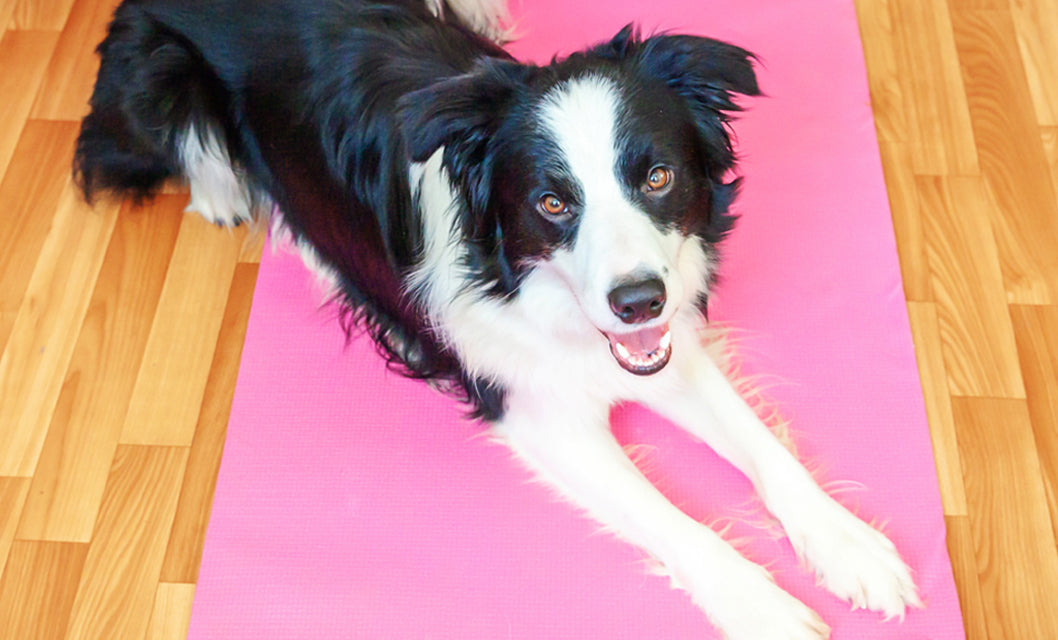 black and white dog on pink yoga mat