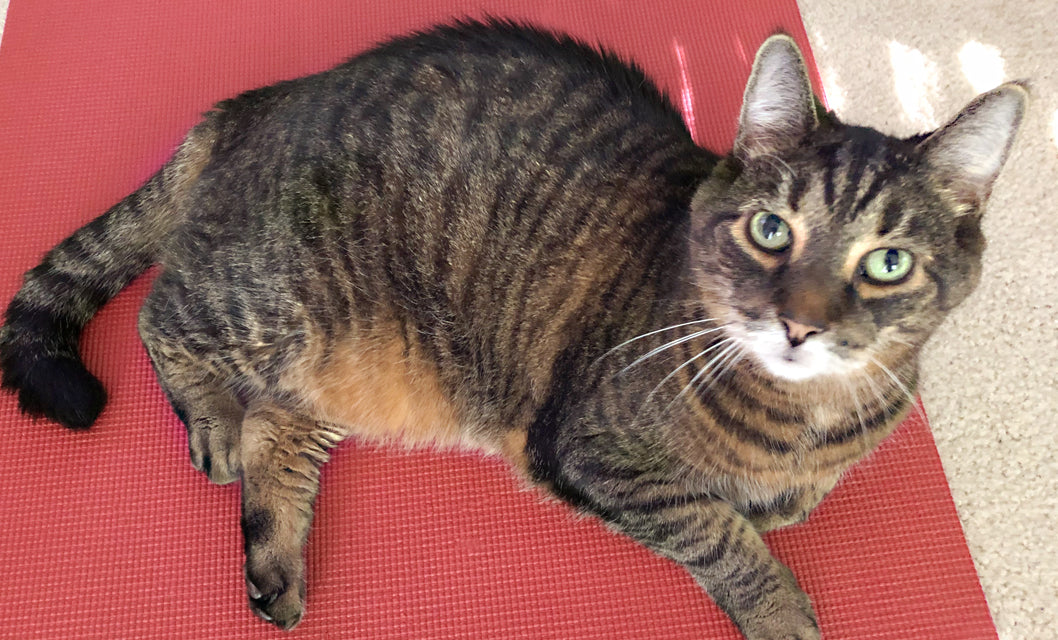 brown tabby cat on red yoga mat