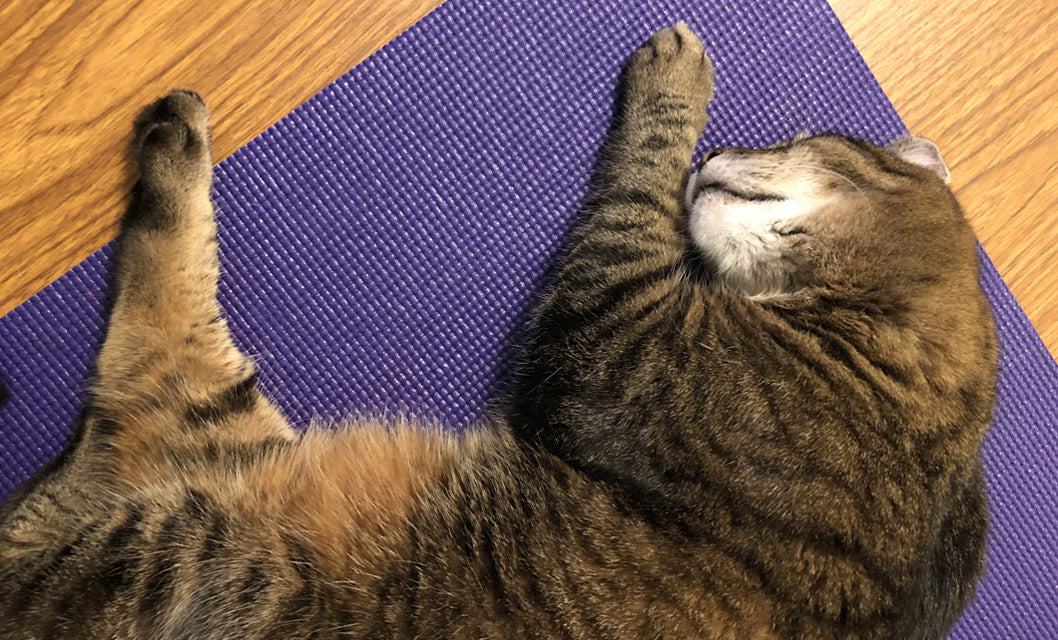 yoga mat for cat