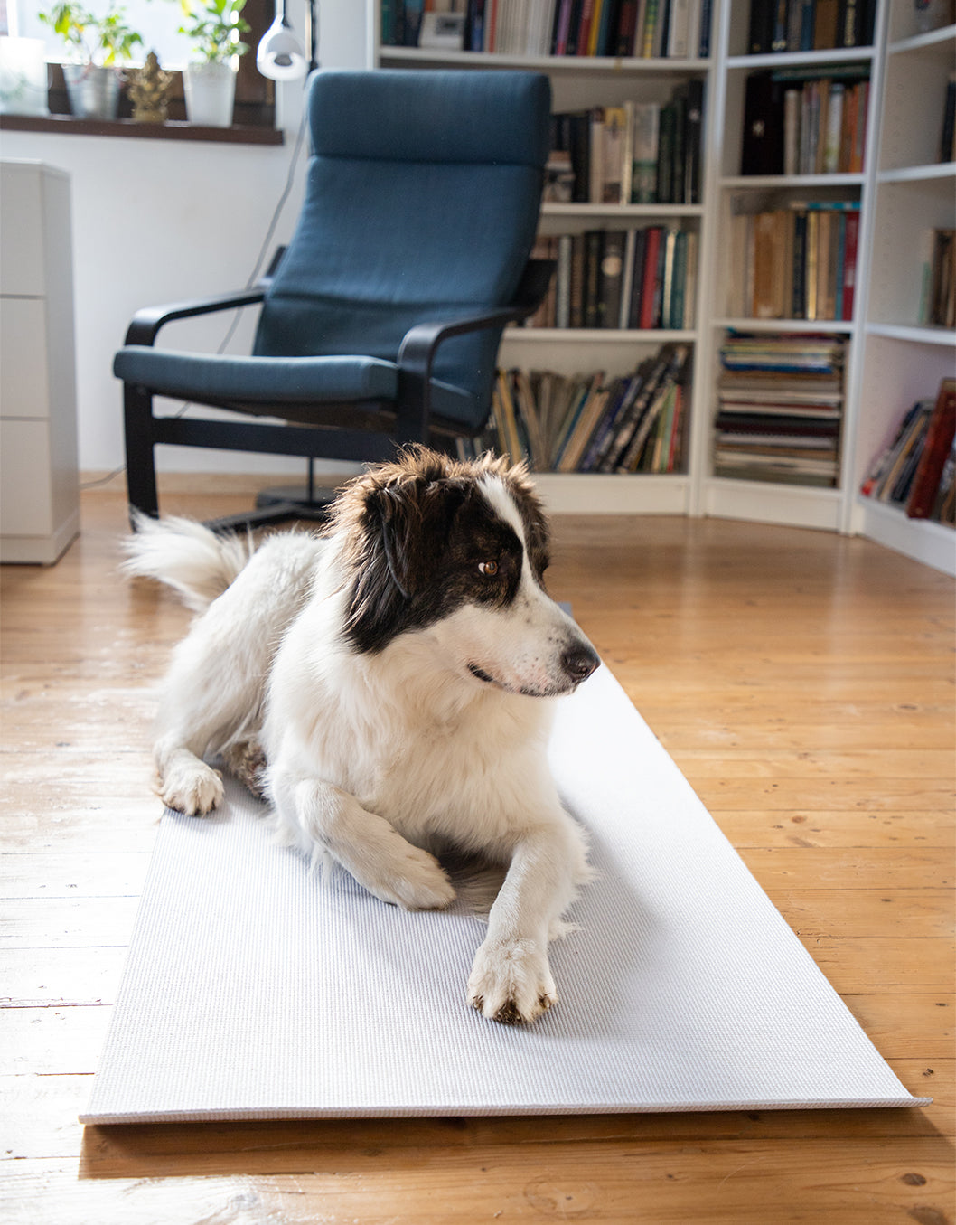 dog on yoga mat in home office