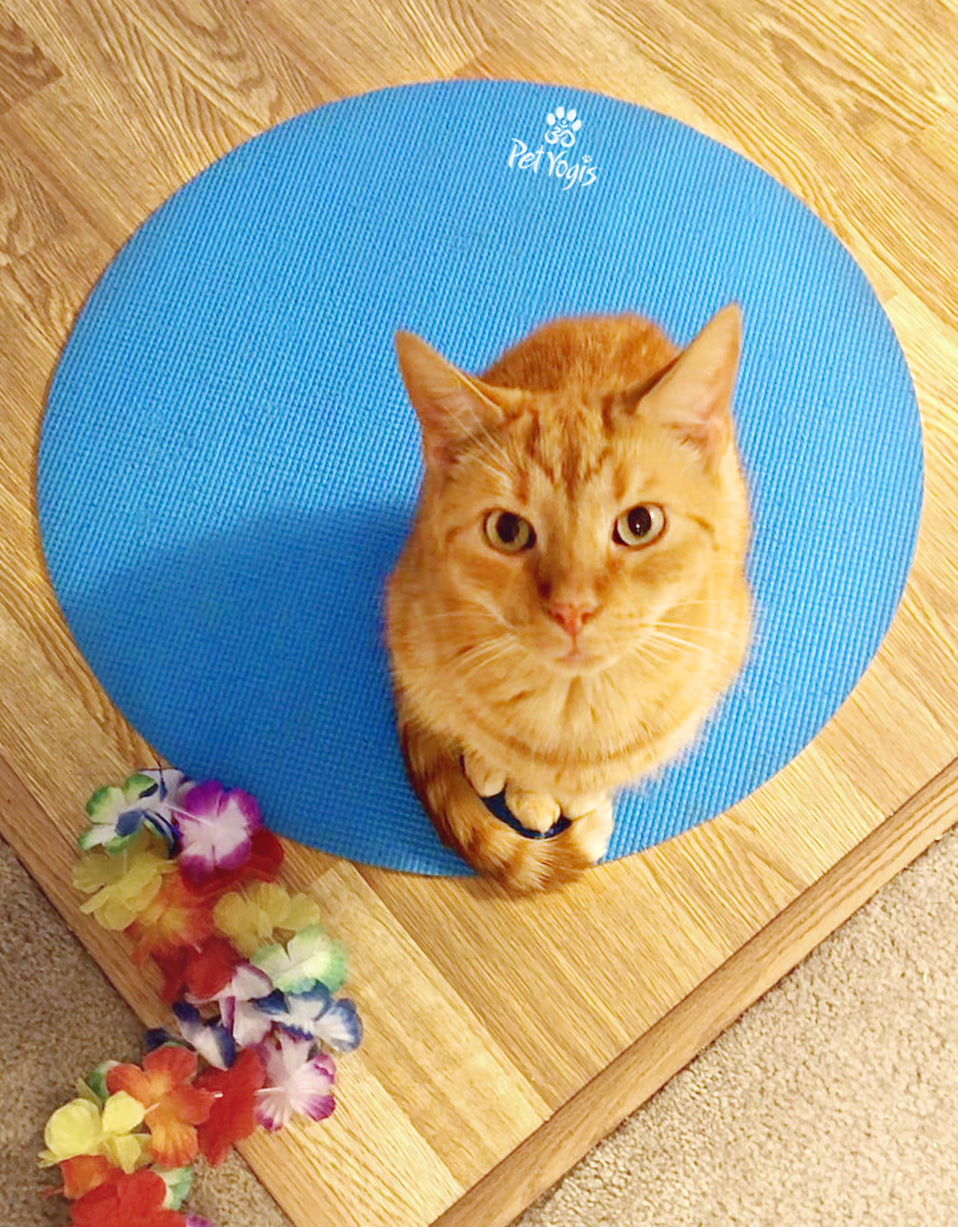 ginger cat on round yoga mat