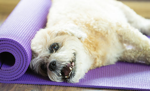 white dog on purple yoga mat